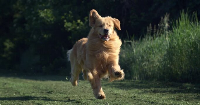 Slow motion of playful puppy of Golden Retriever dog is running in green meadow park surrounded by nature in sunny day. Dog breeding, domestic pets and love for animals