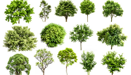 Different green trees and plants on white background