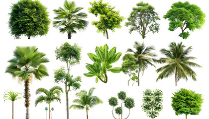 Obraz premium Different green trees and plants on white background