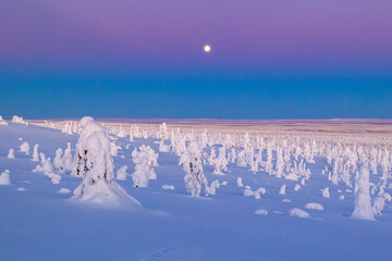 winter landscape with snow