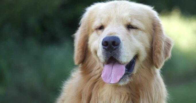 Slow motion close up of cute puppy of Golden Retriever dog is looking in camera in green meadow park surrounded by nature in sunny day. Dog breeding, domestic pets and love for animals
