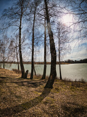 Lake shore with trees and fallen leaves in spring