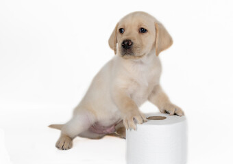 A white-blonde Labrador puppy has put its front paws on a roll of toilet paper. He's striking a...