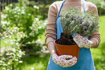 Lavender in Flower Pot for Planting in Garden. Gardener with Lavender Flowers in Pots on Gren...