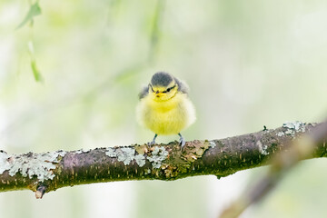 Wild bird in natural habitat. Funny cute nestling sitting on the branches of a tree with young green leaves.