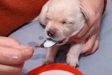 The little light blonde Labrador puppy is licking milk from a teaspoon.