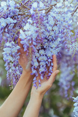 woman's hands holding a bunch of blooming wisteria. gardening concept