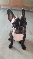 dog, bulldog, french bulldog, french, pet, puppy, animal, cute, breed, portrait, funny, adorable, doggy, pedigree