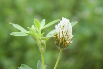 White creeping (Trifolium repens) clover grows in nature in summer, trifolium alexandrinum plant, Berseem clover Field for grazing. trifolium alexandrinum field or Daisy field in the farm شونتل
