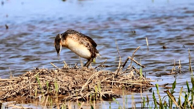 Great Crested Grebe hopping out of the water onto its nest and sits on its egg