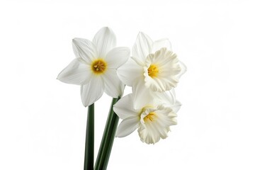Three white daffodils in a vase on a table. Suitable for home decor advertising
