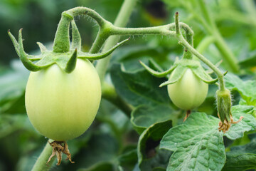 green tomatoes growing in a greenhouse. tomato hanging on a branch. tomatoes plantation. Organic farming، ٹماٹر