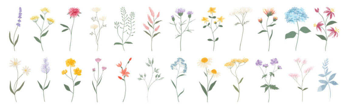Wild flowers vector collection. Set of floral, leaf, foliage, plant, bloom flower, leaves, herb on white background. Hand drawn detailed botanical of blossom spring for decor, website, graphic, shop.