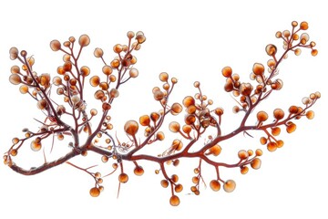 Close-up of orange berries on a tree branch. Perfect for autumn-themed designs - Powered by Adobe