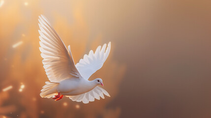 Graceful White Dove Flying at Sunset with Soft Golden Light