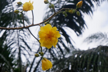 Focused blooming yellow silk flower on its branch with dark background