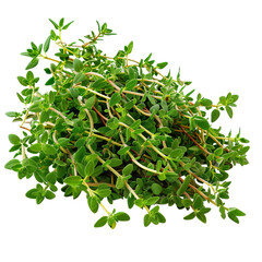 A photo of Thyme, Isolated on white background