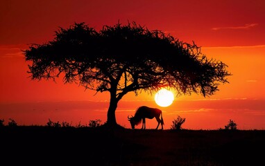 African Acacia trees and wildebeest silhouette against the red sunset, beautiful evening view