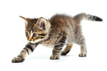 Obraz premium A playful tabby kitten chasing its tail, isolated on white