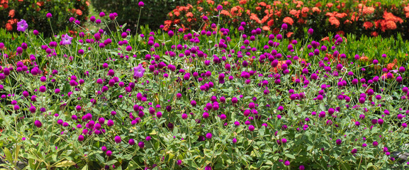 flower garden with beautiful natural colors of many species
