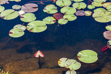 池に咲く白い睡蓮の花と微生物