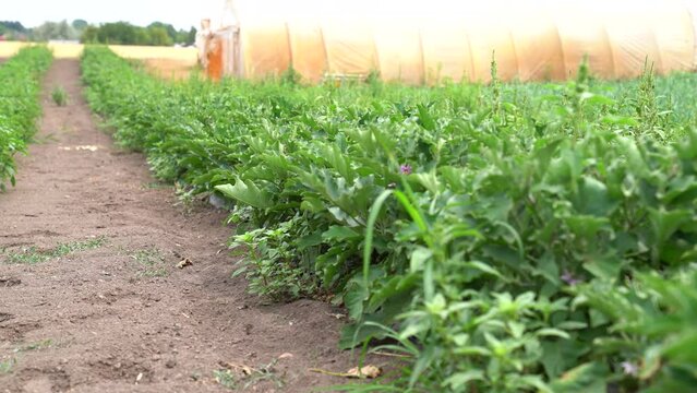 Rows of eggplants in a garden, growing vegetables