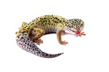 Fat-tailed geckos isolated on white background, leopard gecko lizard, eublepharis macularius	