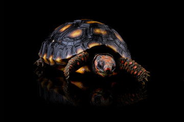 Cherry head red-footed tortoises isolated on black background