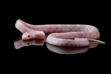 Corn snake isolated on black background, baby red rat snake (Pantherophis guttatus)