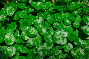 Close-up view of water pennywort leaf with water drops