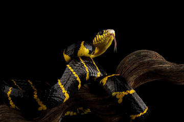 boiga dendrophila yellow ringed, gold ringed snake