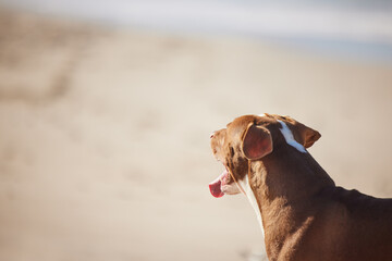 Beach, relax and dog playing on sand for fun exercise, healthy energy or happy animal in nature. Ocean, walk and playful pitbull with outdoor training, pet fitness and wellness on summer morning.