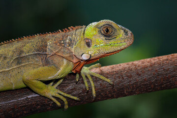 Red iguana on a branch	