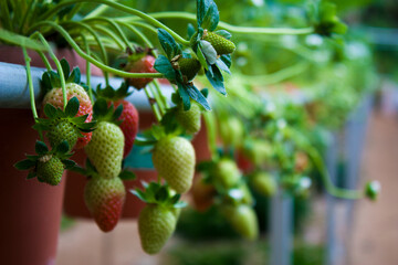 Strawberry farm in Cameron Highlands