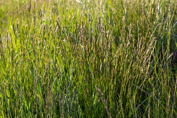 Meadow grass meadow with the tops of stele panicles. Poa pratensis green meadow european grass