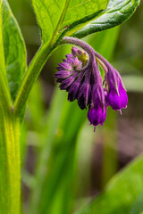 In the meadow, among wild herbs the comfrey Symphytum officinale is blooming - obrazy, fototapety, plakaty
