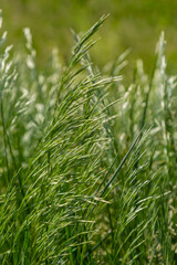 Spring field with Bromus Secalinus on a windy day