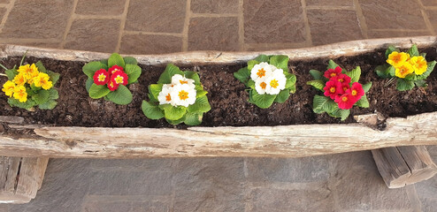 Colorful primula flowers in a long wooden pot made from a tree trunk. Panorama.