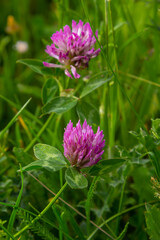 Trifolium pratense, red clover. Collect valuable flowers fn the meadow in the summer. Medicinal and...