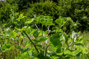 Arctium lappa - Young burdock leaves in an early summer