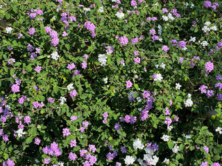 Fototapeta premium Small purple and white flowers with sunlight in spring season, nature wallpaper