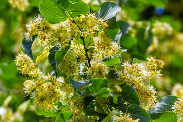 Tilia cordata linden tree branches in bloom, springtime flowering small leaved lime, green leaves in spring daylight