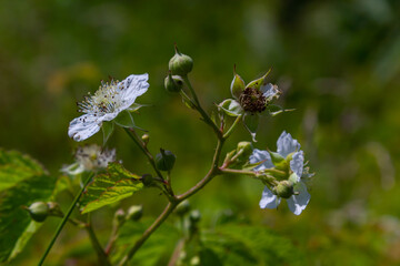 Flower of European dewberry Rubus caesius in the summer