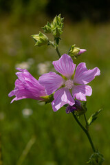Fototapeta premium Flower close-up of Malva alcea greater musk, cut leaved, vervain or hollyhock mallow, on soft blurry green grass background