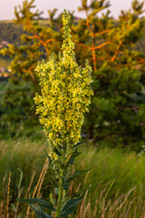 Verbascum densiflorum the well-known dense-flowered mullein