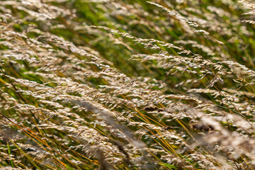 Meadow grass meadow with the tops of stele panicles. Poa pratensis green meadow european grass