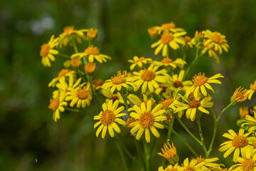 Yellow flowers of Senecio vernalis closeup on a blurred green background. Selective focus