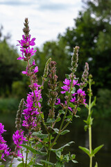 Naklejka premium Purple loosestrife Lythrum salicaria inflorescence. Flower spike of plant in the family Lythraceae, associated with wet habitats