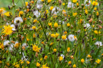 Rough Hawksbeard Crepis biennis plant blooming in a meadow