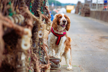 Welsh springer dog near fishermans crates at harbour town